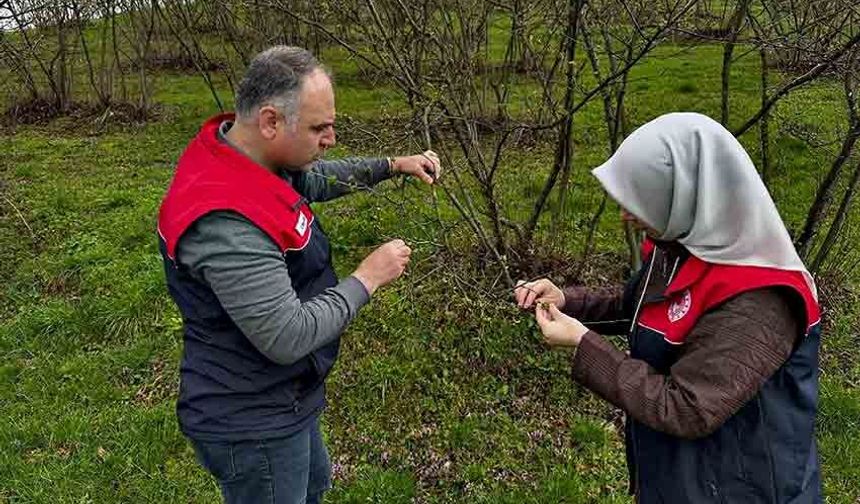 Üreticilere "kozalak akarı" ve "külleme" uyarısı