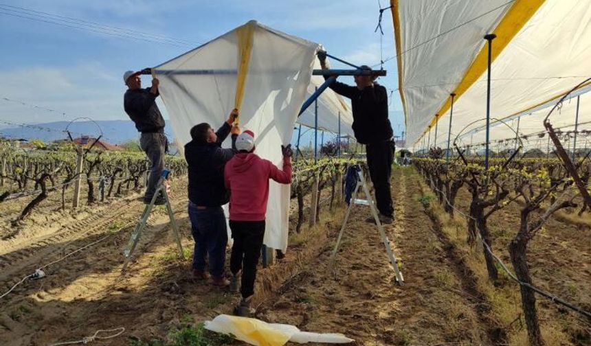 Üzüm Diyarı Sarıgöl’de Bağlar Tüllerle Korunuyor