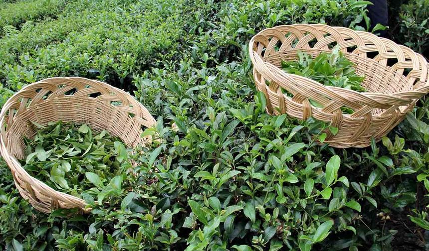 Çay Üreticisinden Fiyat Talebi; Taban Fiyat 35 Tl Olmalı