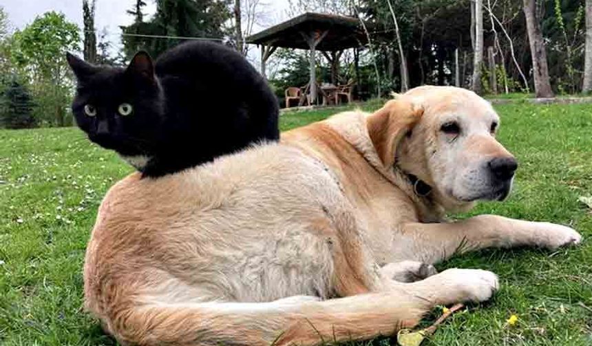 Yılın ilk çeyreğinde 531,9 ton ihraç edildi