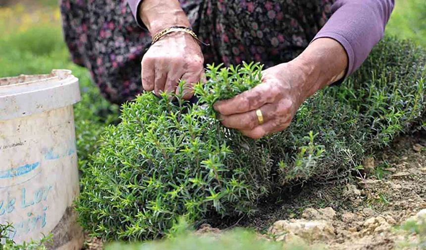 Sofraların vazgeçilmezi zahterde bereketli hasat