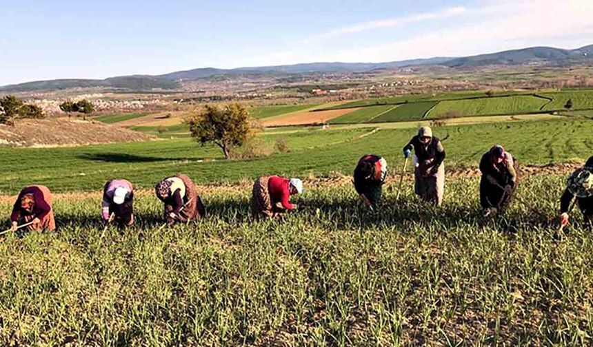 Taşköprü sarımsağında bakım mesaisi hız kazandı; Zararlı otlar toplanıyor