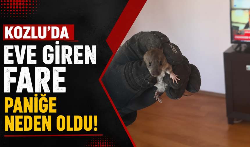 Kozlu’da eve giren fare paniğe neden oldu!