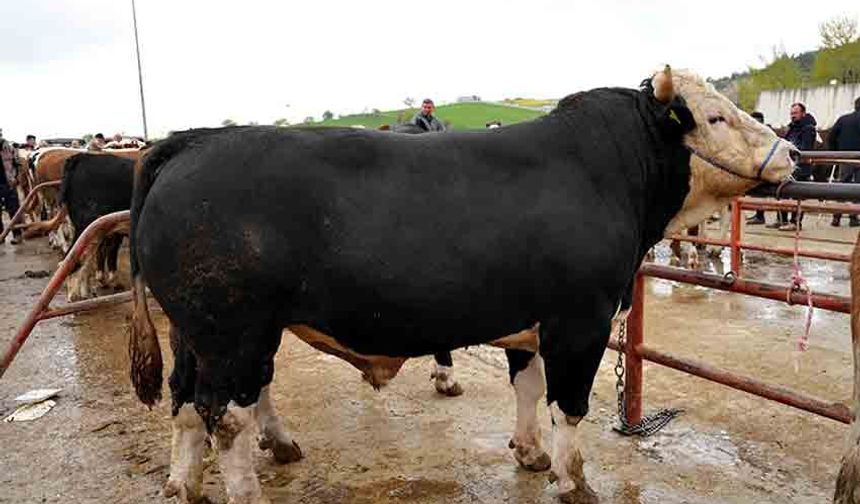 850 Kiloluk “Polat” 340 Bin TL’ye alıcı buldu