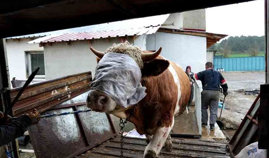 Kastamonu’dan kurbanlık sevkiyatı başladı