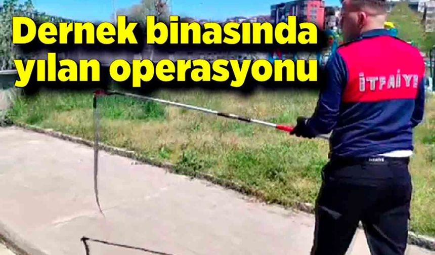 Zonguldak'ta dernek binasına girmeye çalışan yılan yakalandı