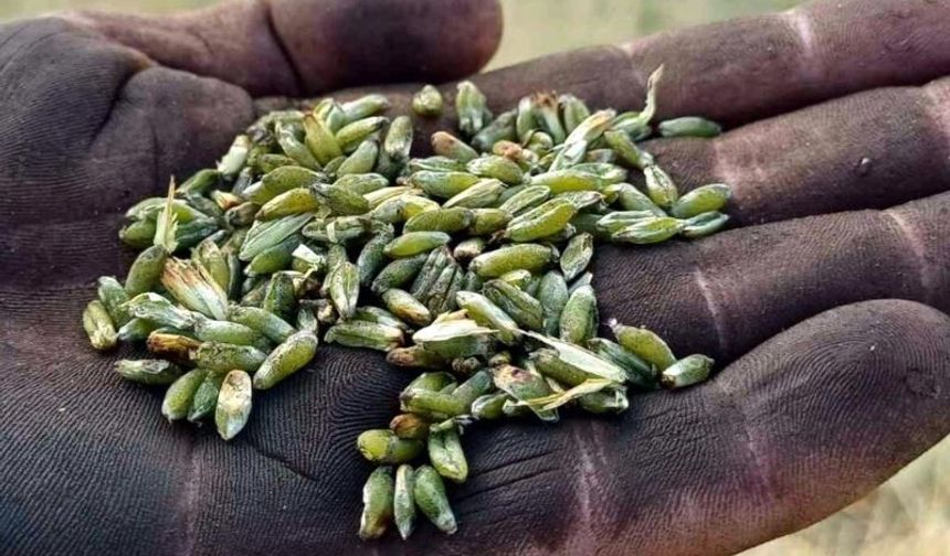 Araban Ovası'nda firik ütümü sezonu başladı