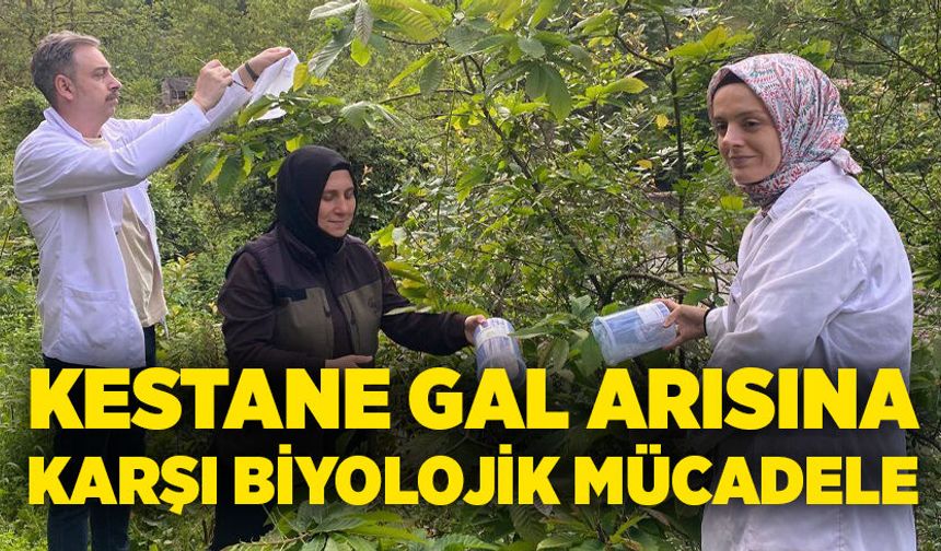 Kestane gal arısına karşı biyolojik mücadele