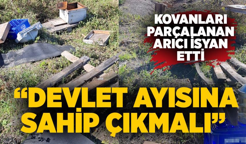 Kovanları parçalanan arıcı isyan etti: “Devlet ayısına sahip çıkmalı”