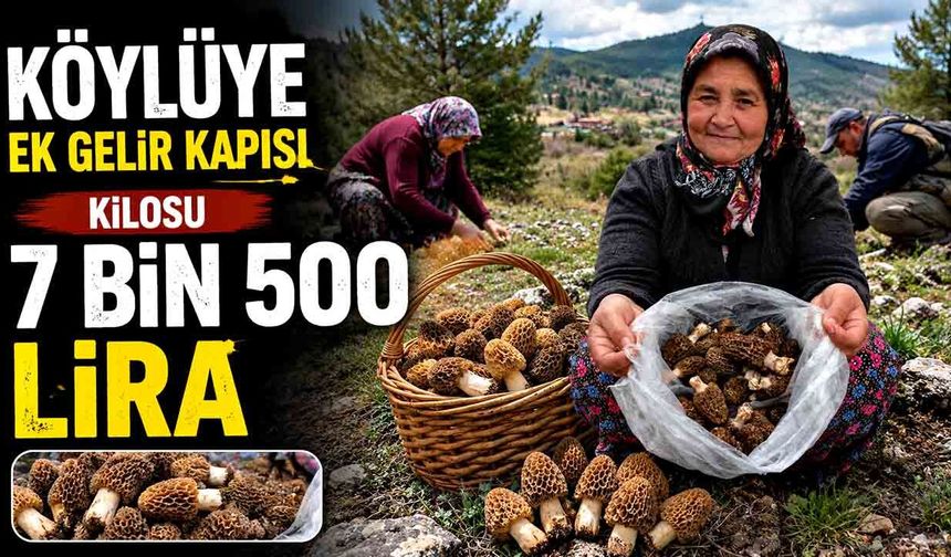 Köylüye ek gelir kapısı; Kilosu 7 bin 500 lira