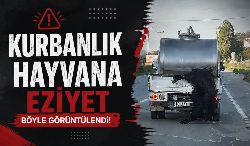 Tepki çeken görüntü! Kurbanlık hayvanı aracın arkasına asıp götürdü