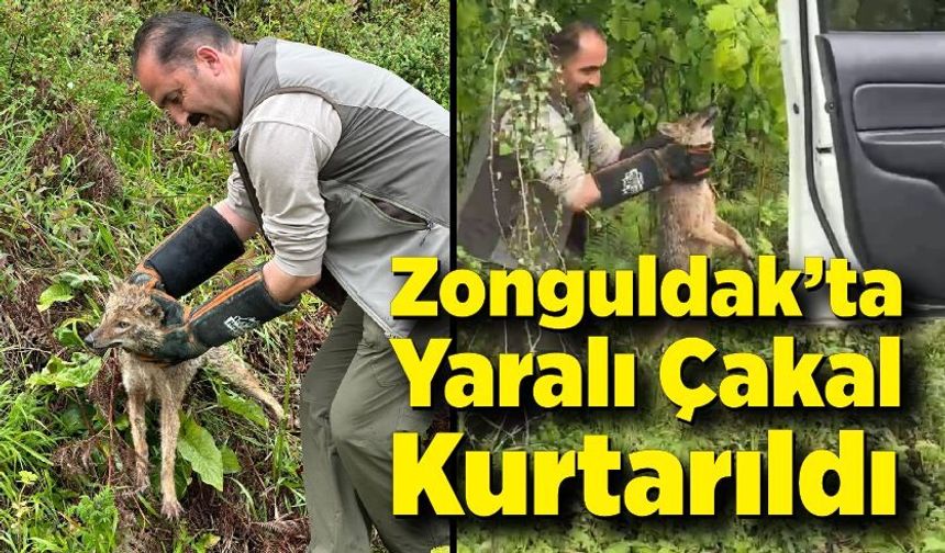 Zonguldak’ta Yaralı Çakal Kurtarıldı