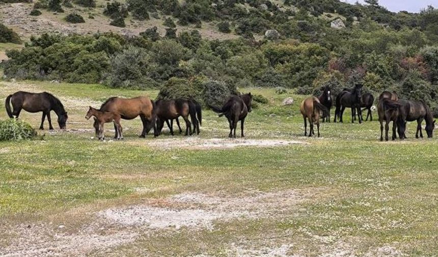 Çiftçiler başıboş yılkı atlarından dertli