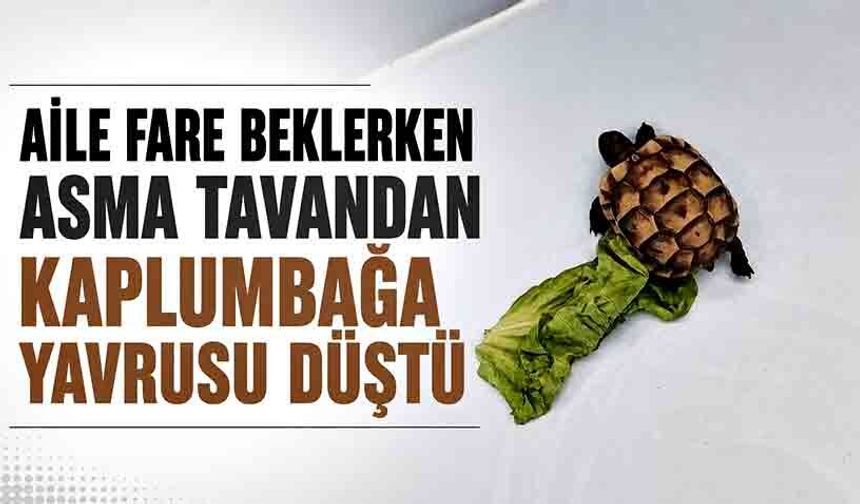 Aile fare beklerken asma tavandan kaplumbağa yavrusu düştü