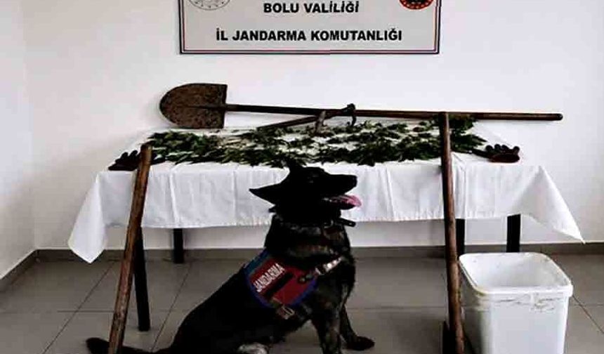 Bahçesinde 73 kök kenevir bitkisi ele geçirildi