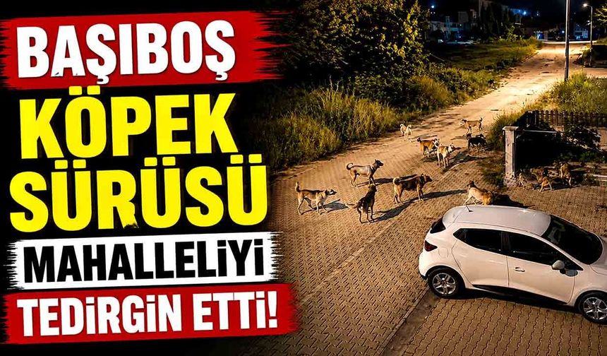 Başıboş Köpek Sürüsü Mahalleliyi Tedirgin Etti