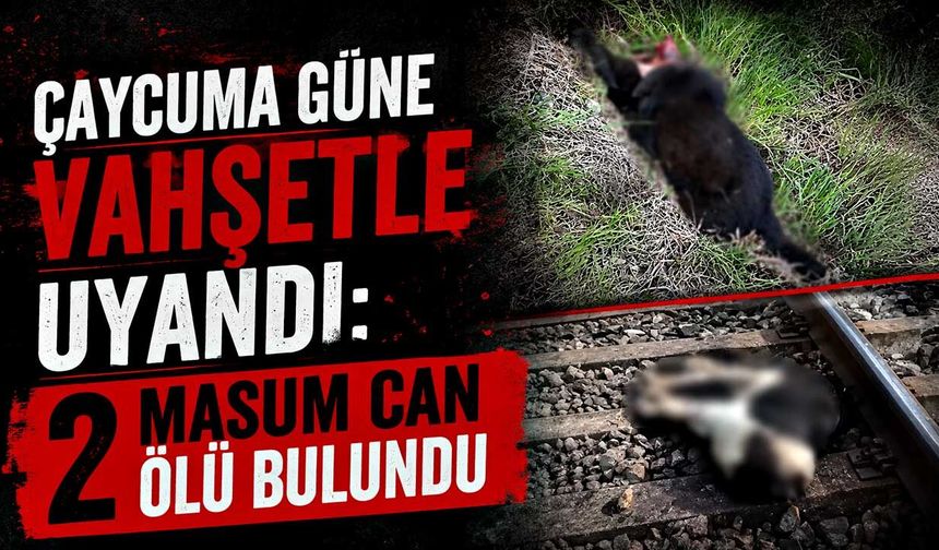 Çaycuma güne vahşetle uyandı: 2 masum can ölü bulundu