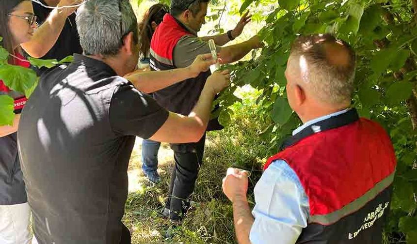 Kahverengi Kokarcaya Samuray Arıcıklı önlem