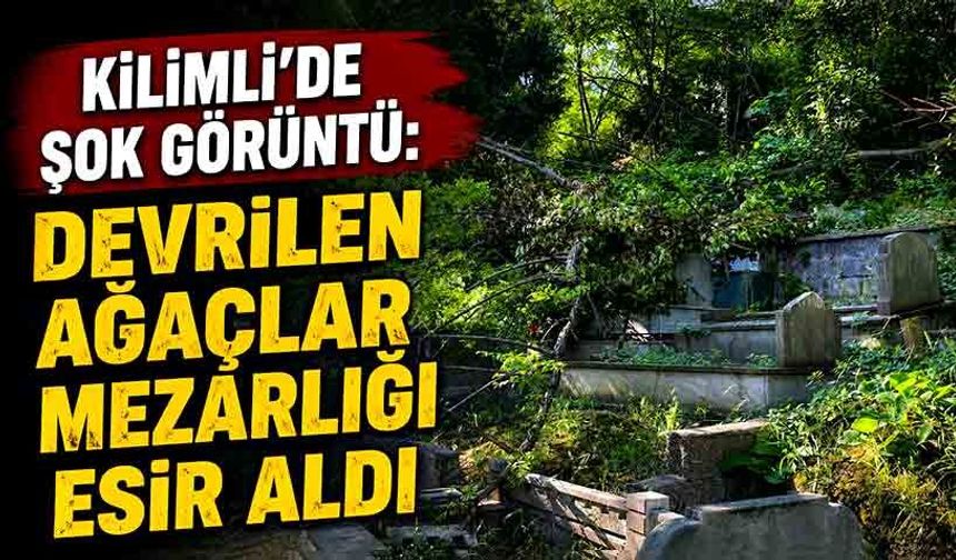 Kilimli’de şok görüntü: Devrilen ağaçlar mezarlığı esir aldı