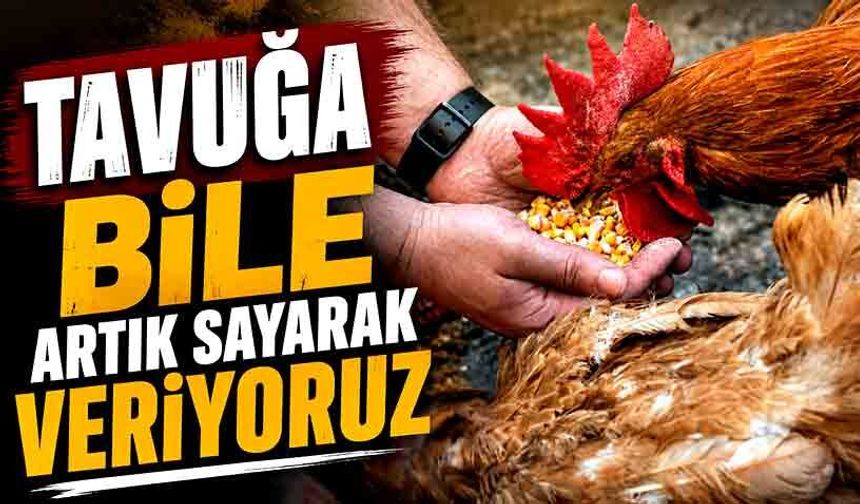 Tavuğa bile artık sayarak veriyoruz