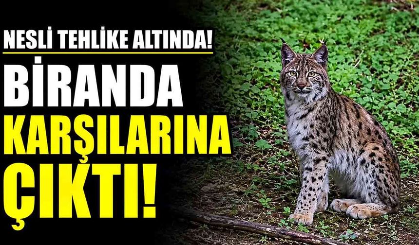 Nesli Tehlike Altında! Biranda karşılarına çıktı!