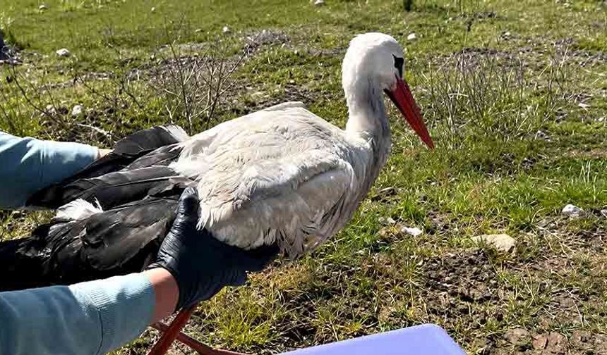 Yavru leylek yeniden özgürlüğüne kavuştu