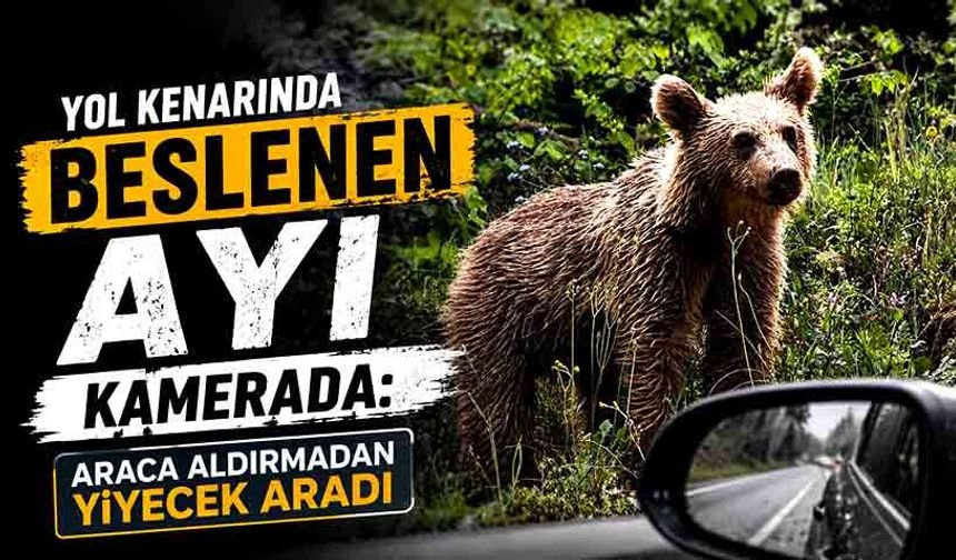 Yol kenarında beslenen ayı kamerada: Araca aldırmadan yiyecek aradı