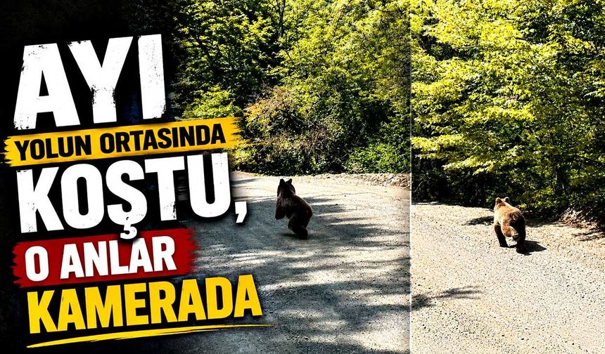 Ayı yolun ortasında koştu, o anlar kamerada