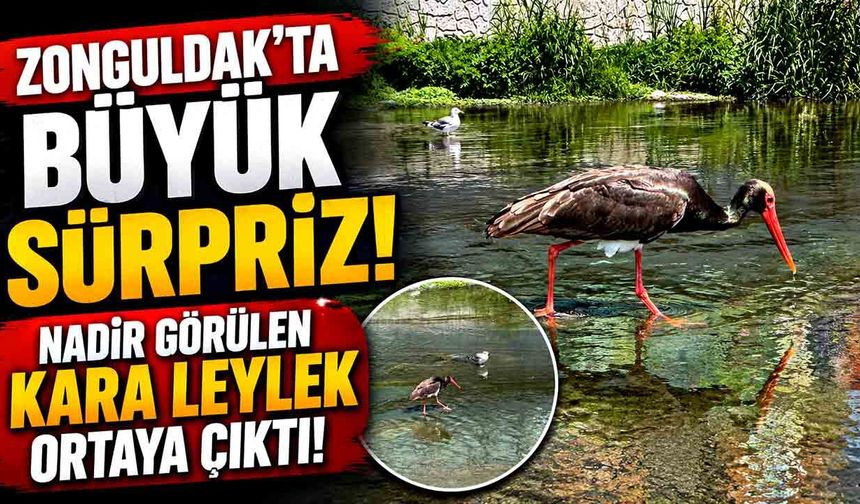 Zonguldak’ta nadir görülen Kara Leylek görüntülendi