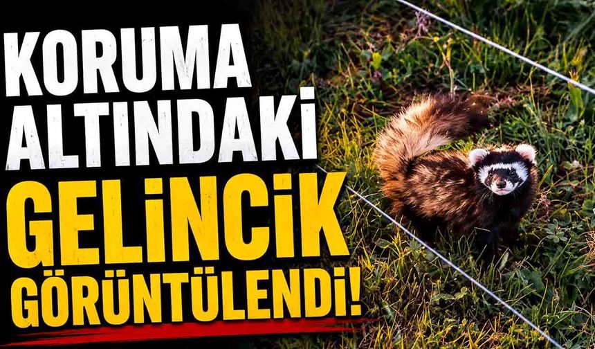 Koruma altındaki gelincik Ilgaz Dağı'nda görüntülendi