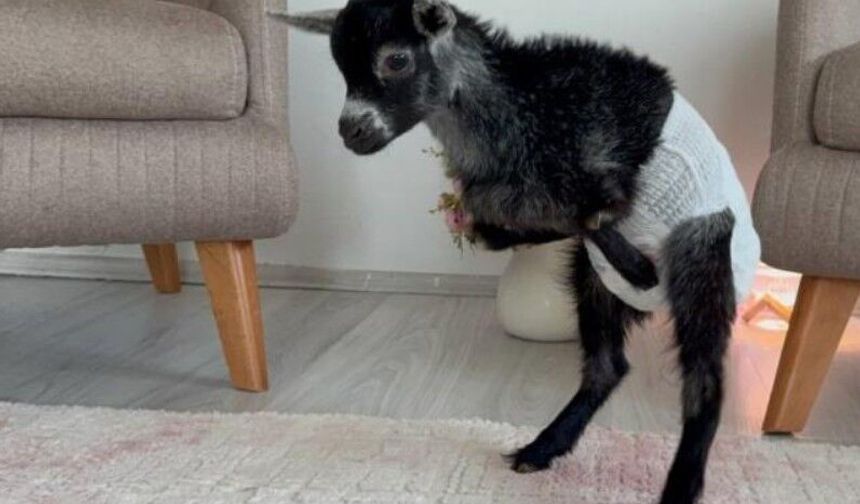 Biberonla besleyip altını bezledikleri keçiyi çocukları gibi seviyorlar