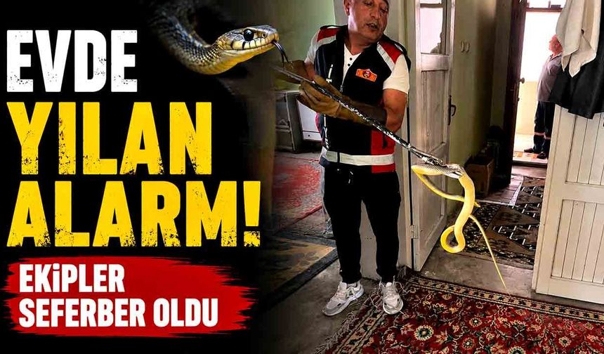 Evde Yılan Alarmı! Ekipler Seferber Oldu