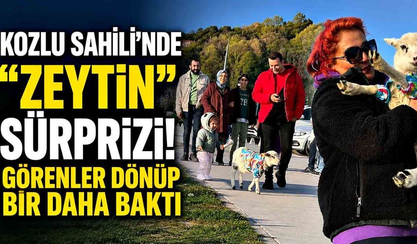 Kozlu Sahili’nde “Zeytin” sürprizi! Görenler dönüp bir daha baktı