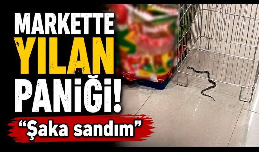 Bolu’da markette yılan paniği: "Şaka sandım"