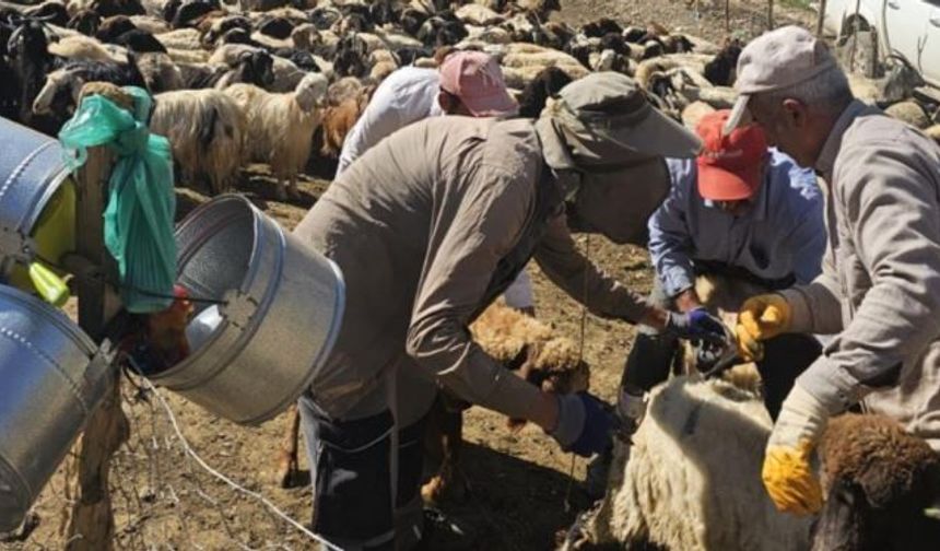 Hız kesmeyen sağlık mesaisi: Şarbon aşılama çalışmaları sürüyor