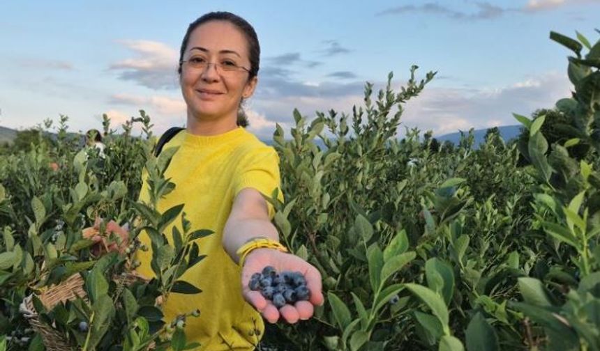 Kendi sepetini alan bahçeye koştu: Yaban mersini hasadına yoğun ilgi