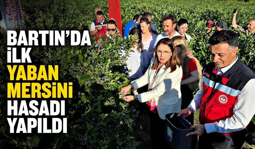 Bartın'da ilk yaban mersini hasadı yapıldı