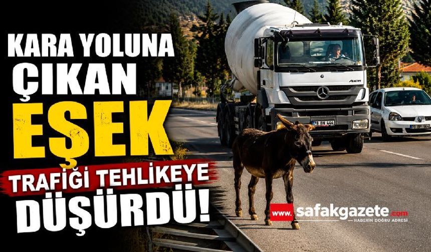 Kara yoluna çıkan eşek trafiği tehlikeye düşürdü