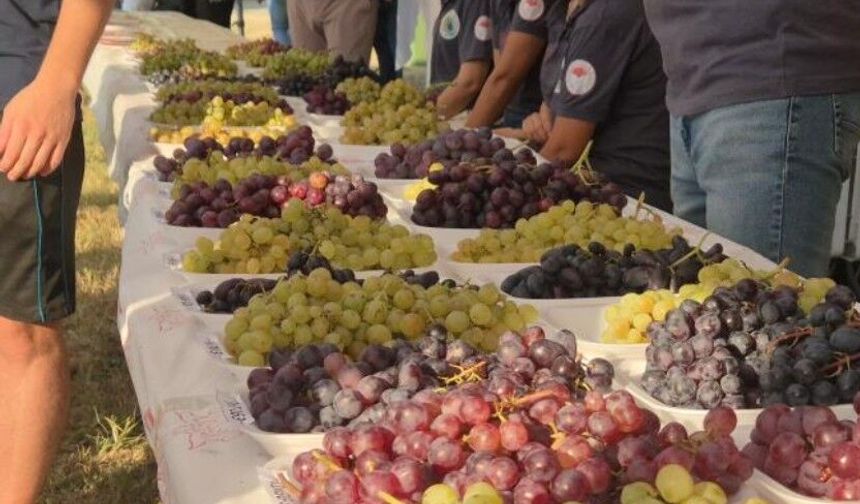 Tekirdağ'da "14. Bağ Bozumu Şenliği" coşkusu
