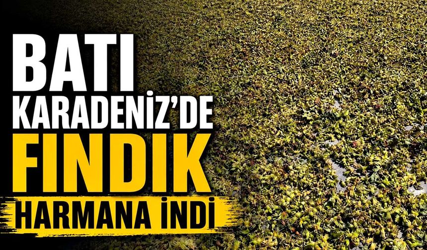 Batı Karadeniz'de fındık harmana indi