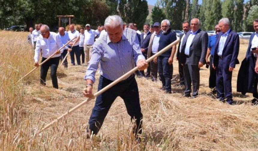 Binali Yıldırım Harman Şenliği'nde tırpan salladı