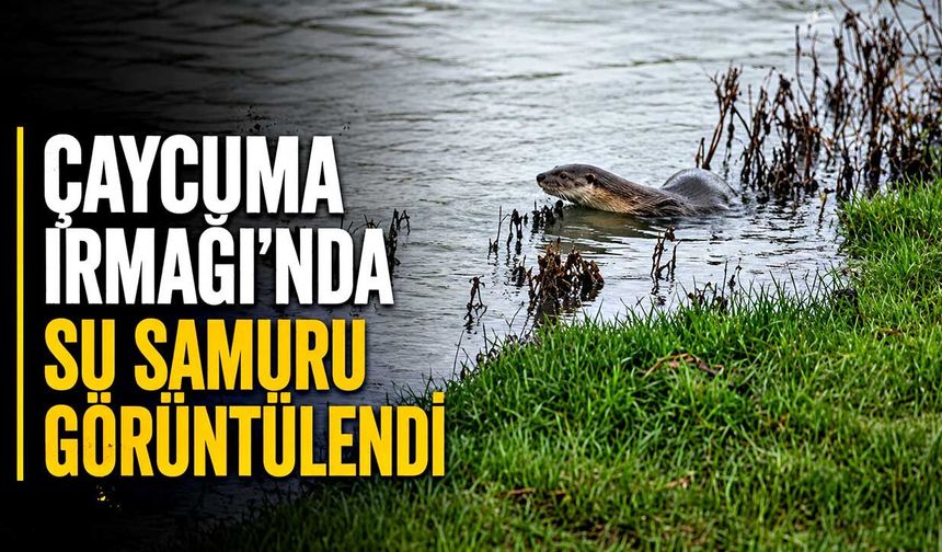 Çaycuma Irmağı'nda su samuru görüntülendi