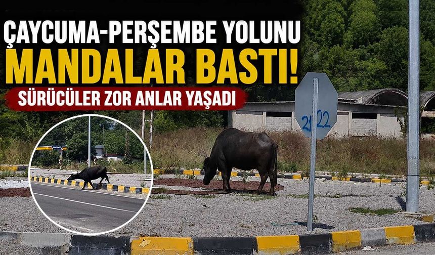 Çaycuma-Perşembe yolunu mandalar bastı! Sürücüler zor anlar yaşadı