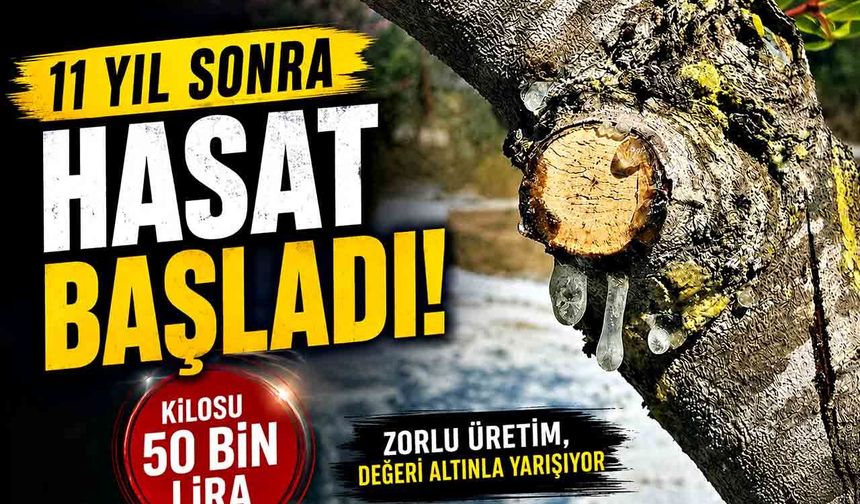 11 yıllık emeğin karşılığı alınıyor: Kilosu 50 bin lira