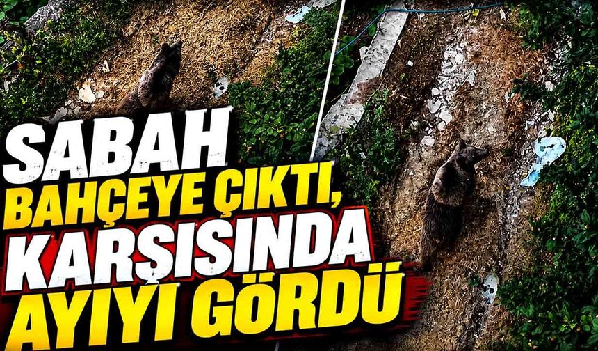 Sabah bahçeye çıktı, karşısında ayıyı gördü
