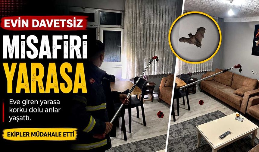Evin davetsiz misafiri yarasa oldu