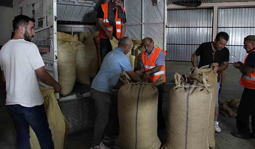TMO, Ordu'da fındık alımına başladı