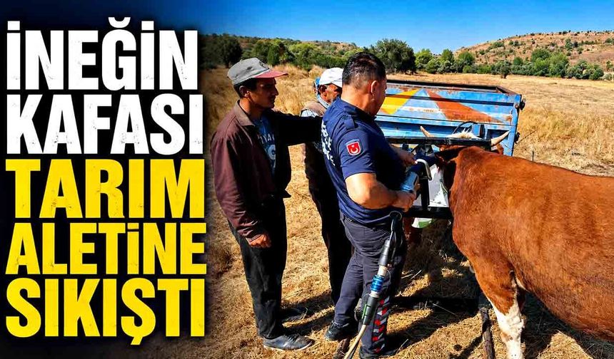 İneğin kafası tarım aletine sıkıştı