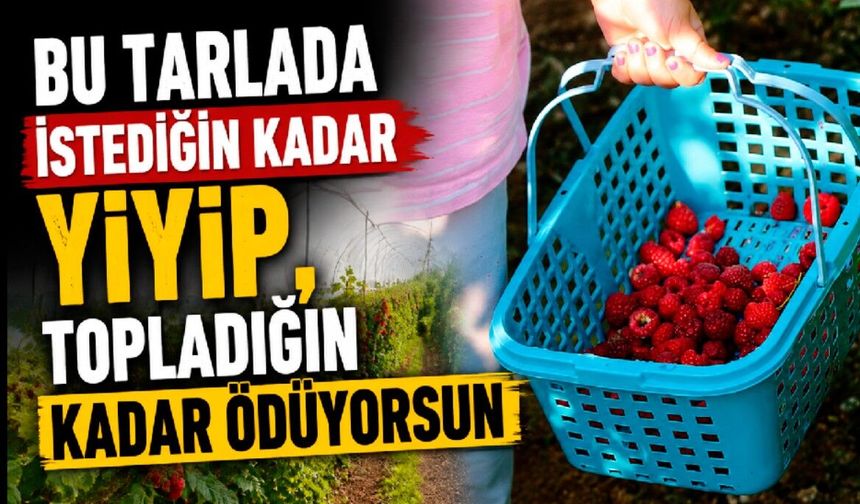 Bu tarlada istediğin kadar yiyip, topladığın kadar ödüyorsun