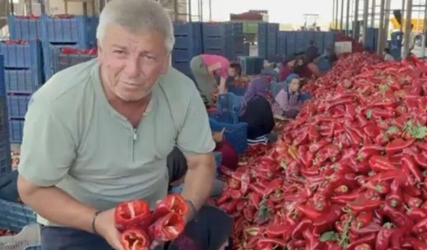 Kapya biberde fabrikaların fiyat düşürmek için ürün alımını geciktirdiği iddiası